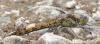 Sympetrum striolatum